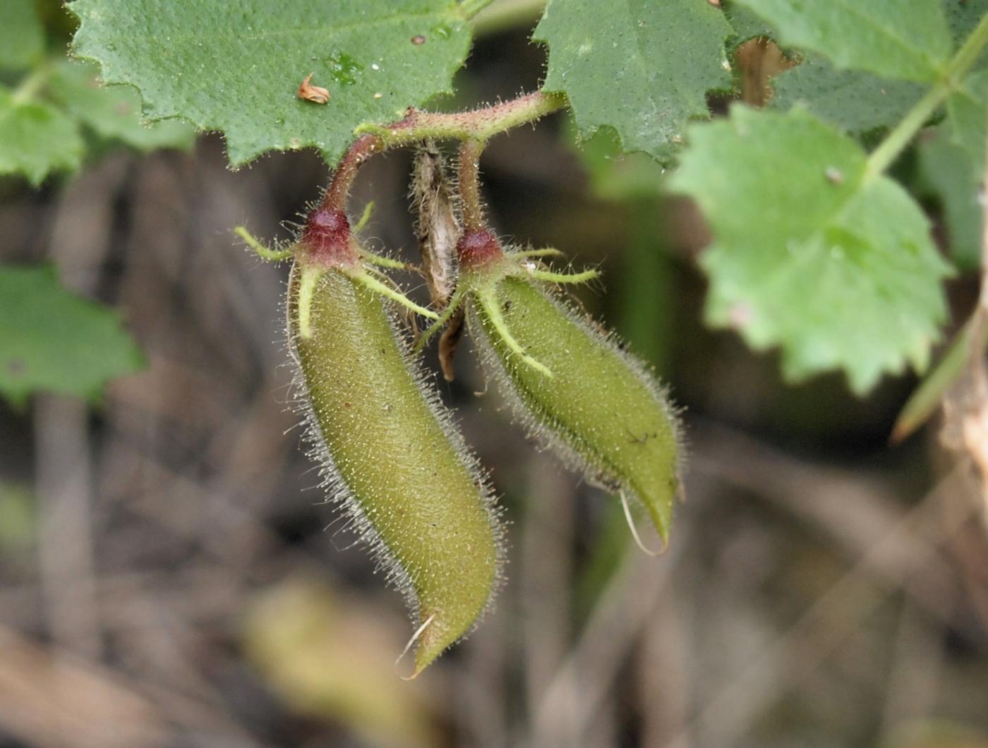 Restharrow, round-leaved fruit